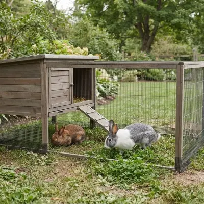 Can Rabbits Live Outside?