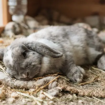 Do Rabbits Sleep With Their Eyes Open?