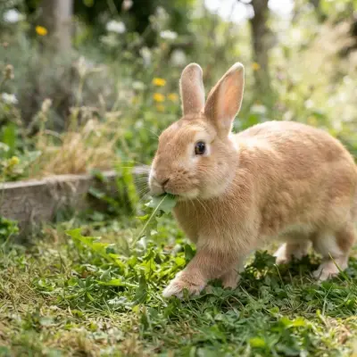 Signs of a Healthy Rabbit