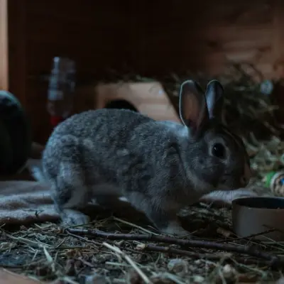 Can Rabbits See in the Dark?