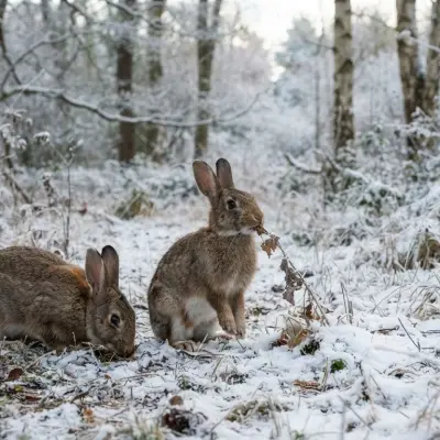 Wild Rabbit Questions