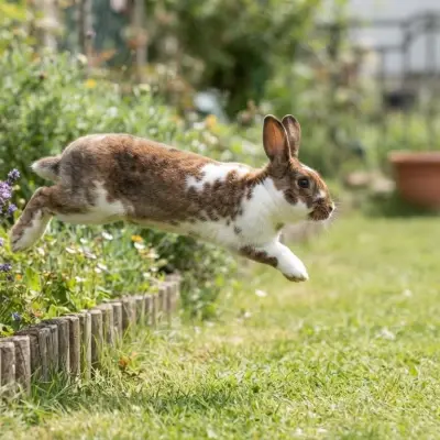 How High Can Rabbits Jump?