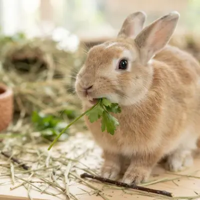 How Many Teeth Do Rabbits Have?