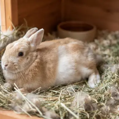 How Long Are Rabbits Pregnant?