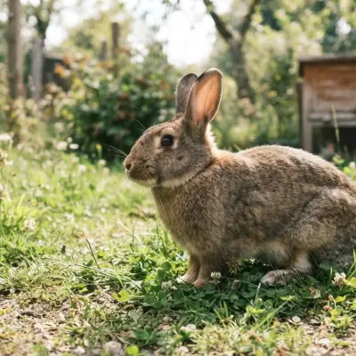 What Is a Male Rabbit Called?