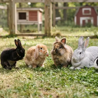 Rabbit Breed Comparison Chart