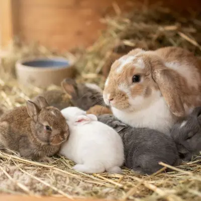 What Does “Breed Like Rabbits” Mean?