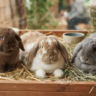 Lop-Eared Rabbit Breeds