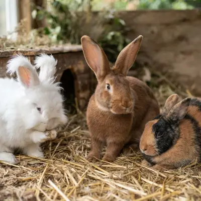 Rare Rabbit Breeds