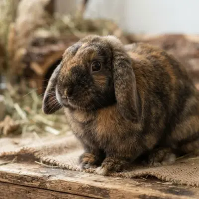 Holland Lop Rabbit