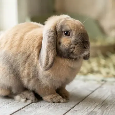 Mini Lop Rabbit