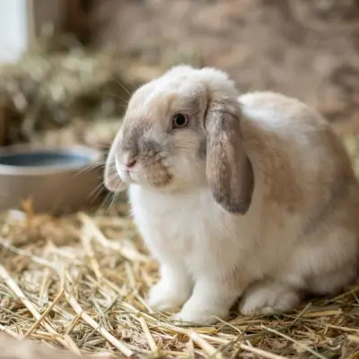 American Fuzzy Lop Rabbit