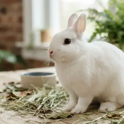 Polish Rabbit