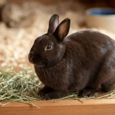 Havana Rabbit