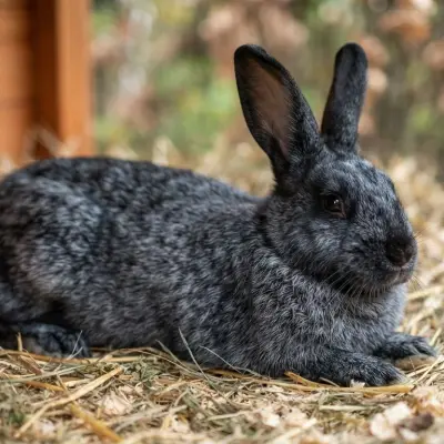 Silver Fox Rabbit