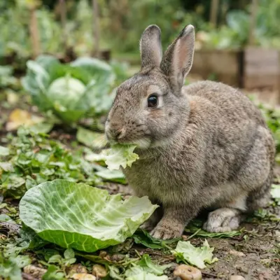 Can Rabbits Eat Cabbage?