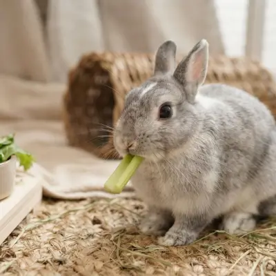 Can Rabbits Eat Celery?