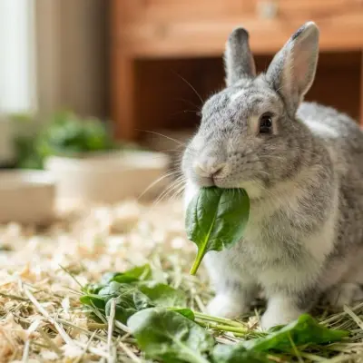 Can Rabbits Eat Spinach?
