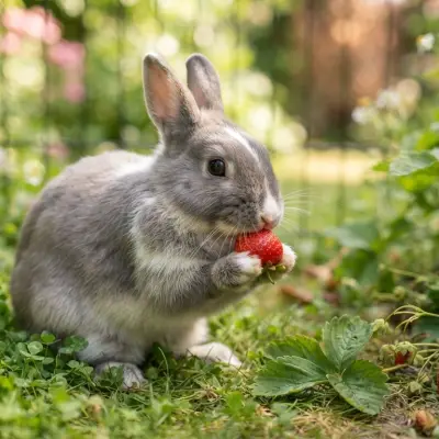 Can Rabbits Eat Strawberries?