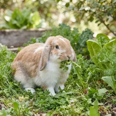 What Do Rabbits Eat?